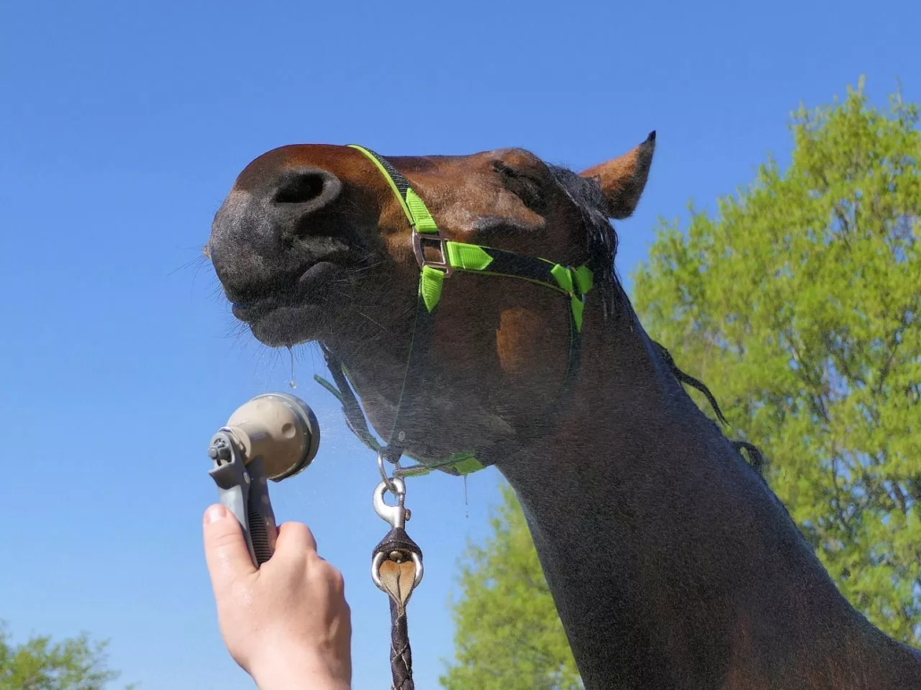 horse; shower;uk;seller portable horse;horse shower portable;portable horse shower